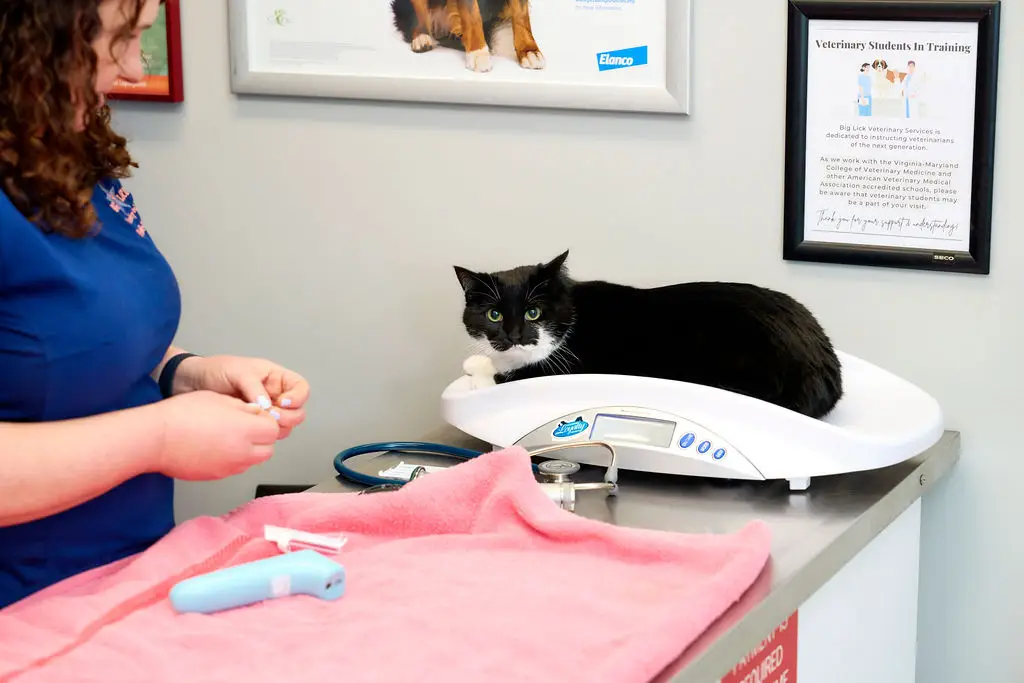 A black and white cat rests on a scale in a veterinary exam room in Roanoake, VA