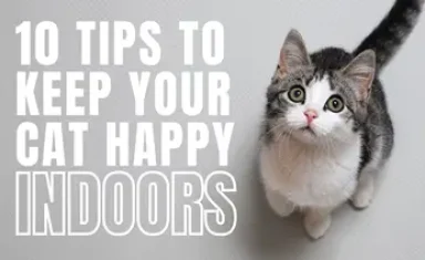 10 Tips to keep your cat happy indoors 1