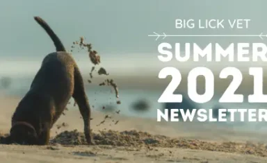 Big Lick Vet Summer 2021 Newsletter