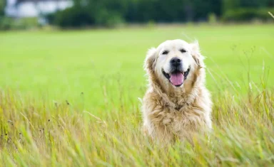 Beautiful Golden Retriever Sat in a Field