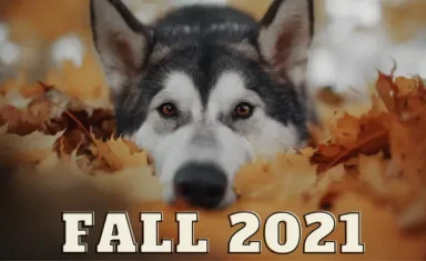 fall_2021_newsletter_image